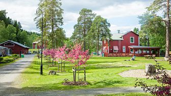 ​Den 12 juni öppnade Umeå Energicentrum i Klabböle – ett av sommar-Umeås populäraste besöksmål. 