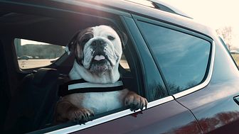Stort hundehus i Ford Focus stationcar