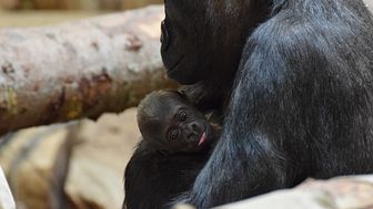 Mamma Babule med sin gorillaunge