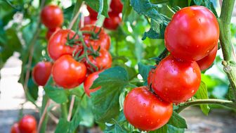 På grund av jordbävningar ställer PetroBio om energiproduktionen på Zonnekreek Tomato från naturgas till förnybar bioenergi. 