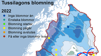 tussilago2022snö