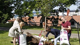 Magnoliaträd till minne av Andreij Tarkovskij planteras i Visby