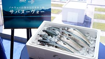 Den aller første forsendelsen av fersk norsk makrell til Japan FOTO: Norges sjømatråd