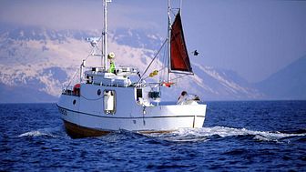 Norwegian codfish exports at record levels in January