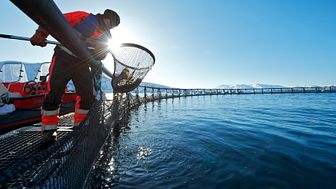 Seafood is key to rebuilding blue economies post-Corona
