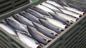 Økt volum og redusert verdi for eksporten av pelagisk fisk i 2017