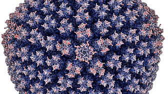Det enteriska adenoviruset HAdV-F41 avbildat med tredimensionell elektronmikroskopi. Virusets verkliga storlek är 0,0001 mm. Bild: Karim Rafie.