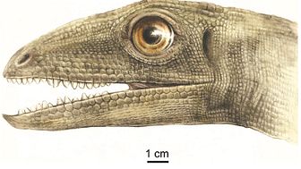 Förmodligen var det dinosauriesläktingen Silesaurus som samlade in och bevarade skalbaggarna. Illustration: Małgorzata Czaja