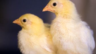 En del kycklingar är mer benägna än andra att söka sig till sina artfränder.