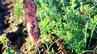 Carrot fresh from the field (Photo: Simone Helmle)
