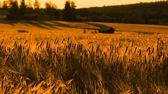 ​Vårkorn är den näst största grödan, efter höstvete, och förväntas få en totalskörd på 1,4 miljoner ton vilket är 24 procent av den totala spannmålsskörden. Foto: Markus Tiburzi