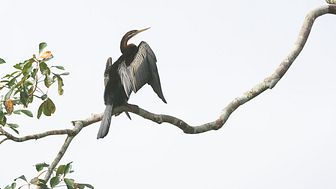 Bilden visar en Australisk ormhalsfågel, fotograf Ulf Westerberg