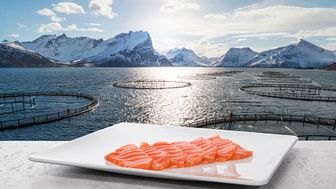 Norwegian seafood exports grew by 7 per cent in August