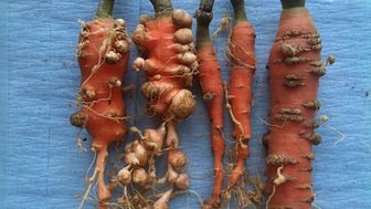 Nematoderna angriper bland annat potatis och morötter och lever i rötterna och underjordiska växtdelar. De får växterna att bilda knutor, så kallade galler, på rötterna. Foto: Wim Wesemael, ILVO, Belgium