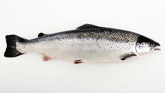 Sustainable Norwegian salmon