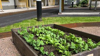 I flera av Wallenstams bostadsområden har bostadshyresgästerna sedan en tid tillbaka haft möjlighet att plantera och odla i odlingslådor i anslutning till sina bostäder. Här är ett exempel från Elisedal i Göteborg.