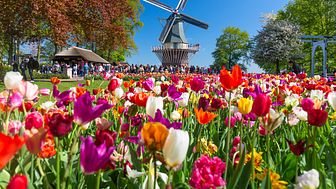 5 anledningar att resa till Holland med Scandorama i vår! 🌷