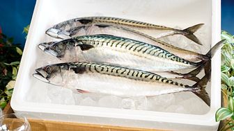 I september 2021 ankom den aller første ferske makrellen fra Norge til Japan. FOTO: Norges sjømatråd