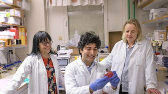 Forskarna Sun Nyunt Wai, Aftab Nadeem och Karina Persson i laboratoriet. Foto: Mattias Pettersson