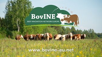 BovINE: Beef Innovation Network Europe