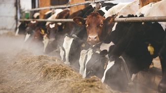 Norrmejerier agerar i mjölkkrisen
