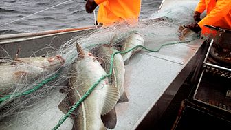 A new May record for codfish exports