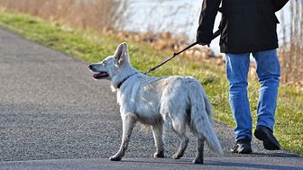 Årligen dör 70 000 människor i världen av rabies. Det senaste dödsfallet i Sverige var år 2000 då en kvinna som tagit hand om en hundvalp under semestern i Thailand dog efter hemkomsten. Genrebild: Pixabay.