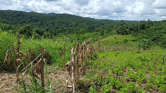 Rows of corn and a landscape of the rainforest, Belize (photo credit: Raquel Chun)