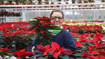 Sabine Schäfer, Beschäftigte in der Hephata-Gärtnerei, inmitten der 3000 Weihnachtssterne, die in diesem Jahr in der Gärtnerei gezogen wurden.