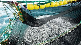 ​Stabil eksport av pelagisk fisk i november
