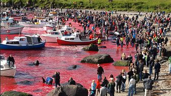Kreuzfahrtunternehmen ignorieren Gefahren durch Walfang auf den Färöer-Inseln