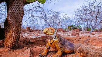Galapagos-Ecuador-HGR-148066- Photo_Getty_Images