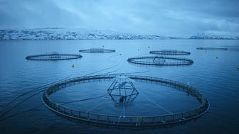 Explosive growth in value of Norwegian seafood exports in July