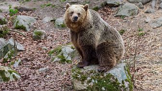 En lång höst och utebliven vinterkyla leder till att en av björnarna i Skånes Djurpark fortfarande är vaken.