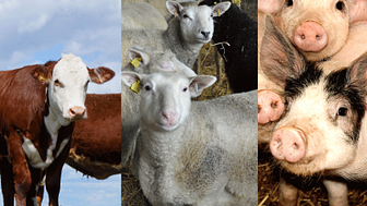 Tre miljoner kronor till djuromsorg och ökad lönsamheten inom svensk gris-, nöt- och lammproduktion