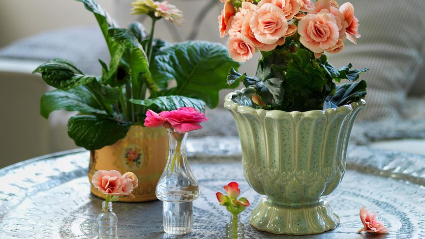 Blommande krukväxter skapar vårkänsla i hemmet.