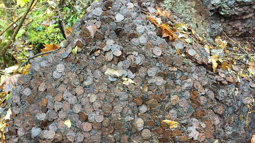 50-talls - mynt: Det kan være snakk om opp mot flere tonn mynt som denne uken ble funnet i skogen utenfor Kongsberg i Buskerud