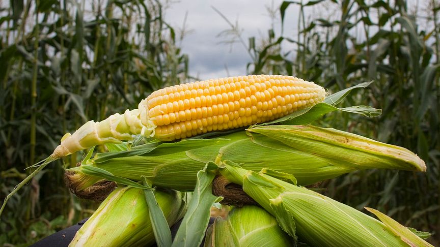 Økologisk produksjon av mais gir like store, eller større avlinger, enn konvensjonell produksjon, viser nyere forskning fra Iowa State University. Foto: Erik Røed / Økologisk Norge