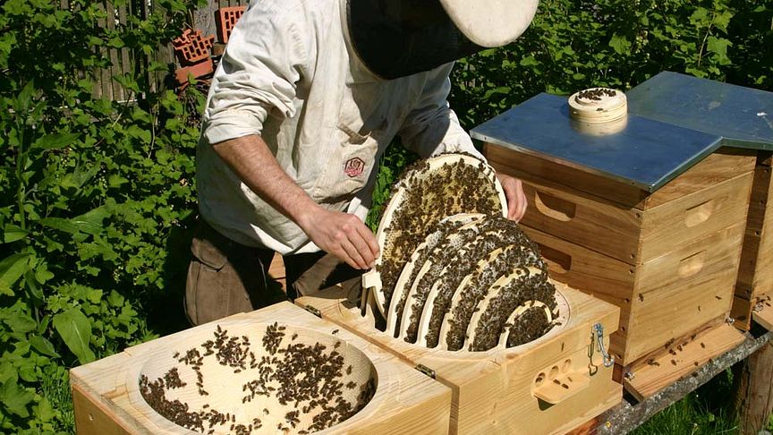 Planet Erde: Die Biene, das wichtigste Tier