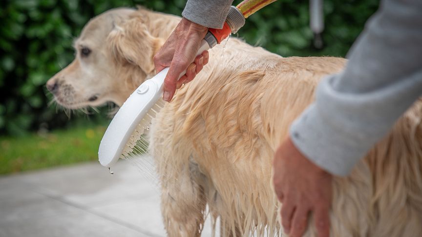 Med hansgrohe DogShower kan du bare børste den firbente vennen din ren