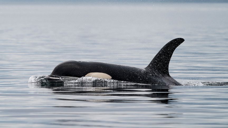 U.S.-based Oceans Initiative's Southern Resident Killer Whale Conservation is one of the Hurtigruten Foundation's recipients.