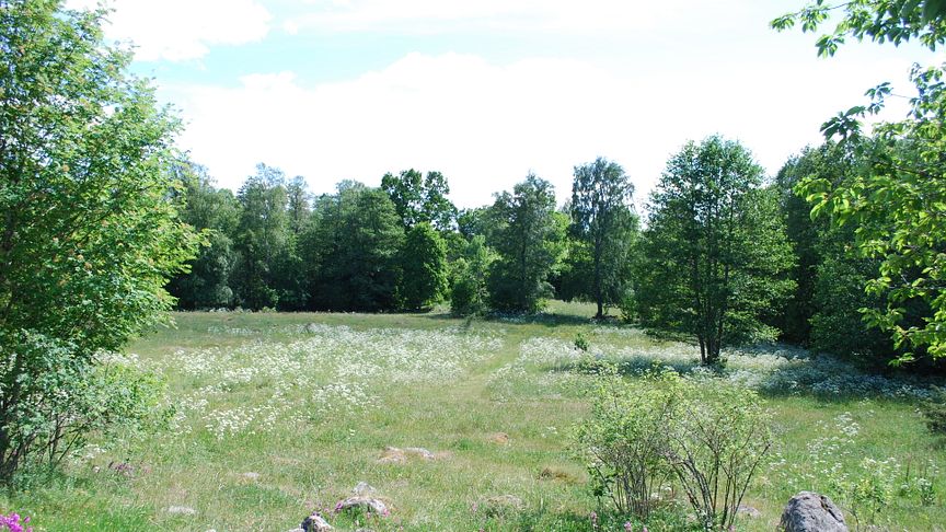 Gullängen. Nytt naturreservat i närheten av Broddetorp, Falköpings kommun.