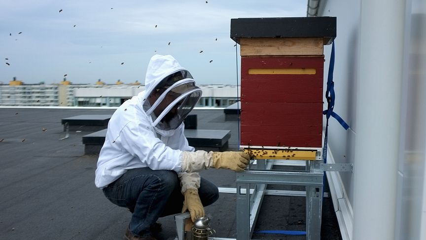 Miljöprisade Brf Hilda installerar Malmös högst placerade bikupor