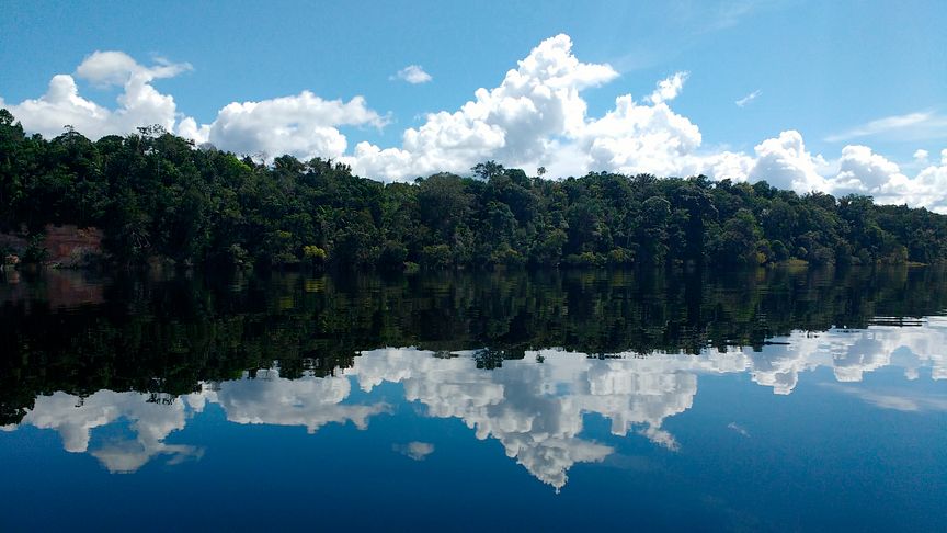 I en ny studie har forskare, bland annat från Linköpings universitet, funnit att träd i Amazonas är en stor källa till metanutsläpp.