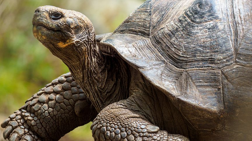 Restoring the giant Galápagos tortoise is one of several Galápagos Conservancy projects Hurtigruten Expeditions will support.
