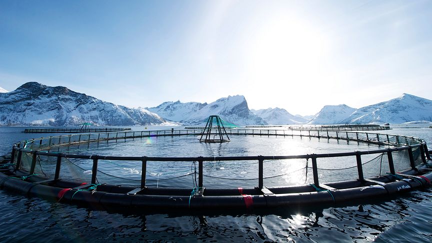 Norwegian aquaculture