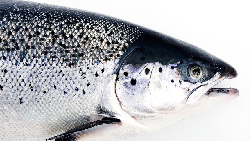 Norwegian salmon is free from antibiotics