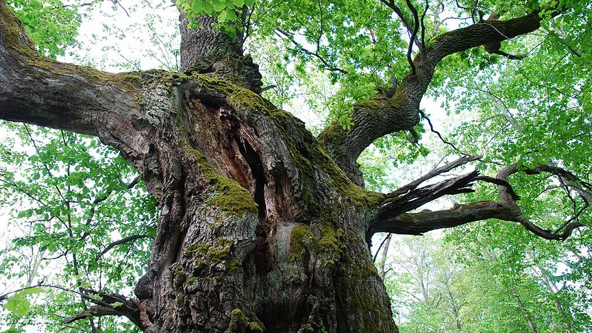 På Björkön finns det bland annat gammal ädellövskog. 