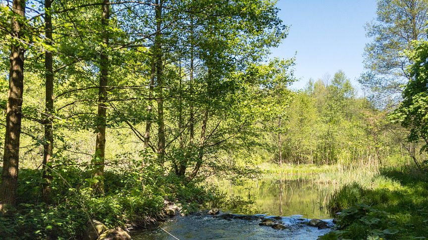 Das Löcknitztal im Seenland Oder-Spree ist das ideale Ziel für eine Frühlingswanderung (TMB-Fotoarchiv/Steffen Lehmann)