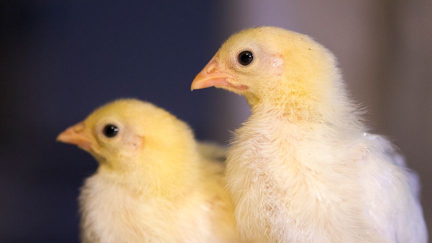 En del kycklingar är mer benägna än andra att söka sig till sina artfränder.